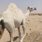 جنوب المذنب