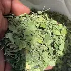 ورق مورينجا