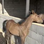 مهره شعبيه العمر 4 شهور