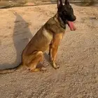 ذكر الراعي البلجيكي ملينو