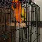 للبيع كاسكو   صن كنيور