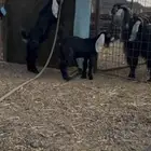 تيس عارضي