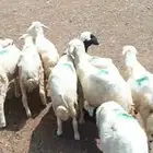 غنم