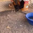دجاج بلدي