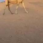 لقحه بكر شقحاء ثنيه