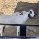 معزا بيشيات صنف الصنف