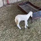 تم تم البيع