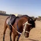 عسف خيل وشغل تاسيس صح