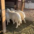 سلام عليكم طليان العدد 5 3شهور الموقع الحناكية