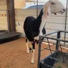 للبيع شاه نجديه خصم دافع شرط