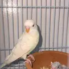 تم البيع طيور حب بادجي هولندي