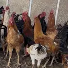 32 ديك عربي طيبة شحم