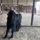 فحل ادغس