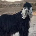 فحل عارضي