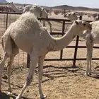 قعدان للبيع