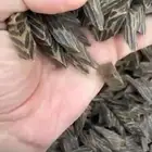 كيلو تايغر درجه أولى