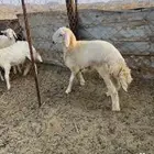 طلي ست شهور ((تم البيع ))