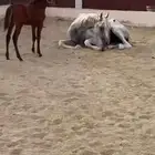 مهرة شعبي
