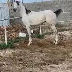 حصان مسروق