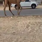 جذعه كفوو عليه وسم العجمان