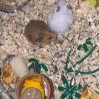 جوز هامستر منتج البيع