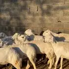 ارخال حرررش