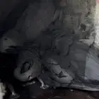 زوج جوز كاسكو كونغو( تم البيع )