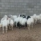 رفيد محلي للبيع