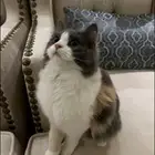 قطه للتبني