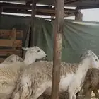 ضان حرش