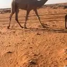 مفروده شقحاء تحقق رمانيه