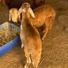 سواكني بهم تربيه طيب