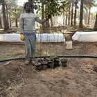 شتلات زينة