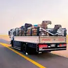 دينا ل نقل متواجد بالرياض