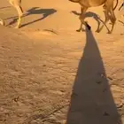 بكره صفرا دبيانيه عمرها 8شهور السوم 13 الموقع عقلة الصقور