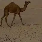 للبيع خلفه علبها قعود على ولد سياف الخيارين سودانيه