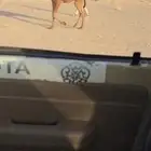 للبيع قعود الكفو علا بعير الاوبيض ابوه ماخذ اول