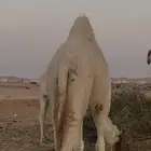 بكره