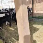 معزا