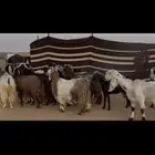 معزا جروم وصحه جبرات