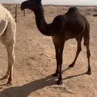 حواره على الوافي
