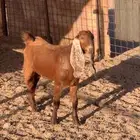 جفره مقنوي فاخره