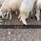 غنم سواكني ابيض