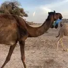 ضروبه مجهم السوم 2300