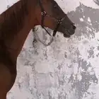 فرس شعبيه لقاح و معها مهره