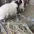 2 طليان