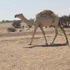 حواره وضحى