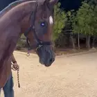 حلاق خيل جمال جسم
