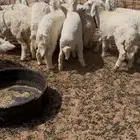 رخال حريه للبيع المذنب