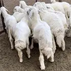 بهم تربيه - تم الييع